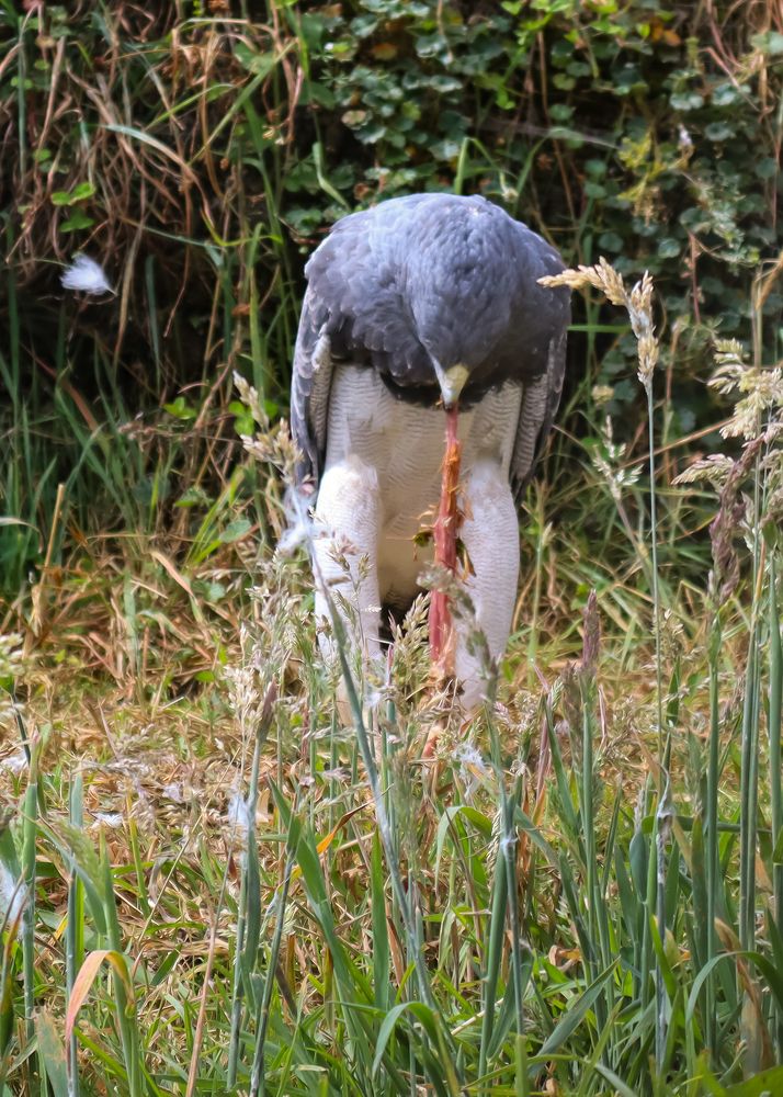 Photograph by Jorge Giol