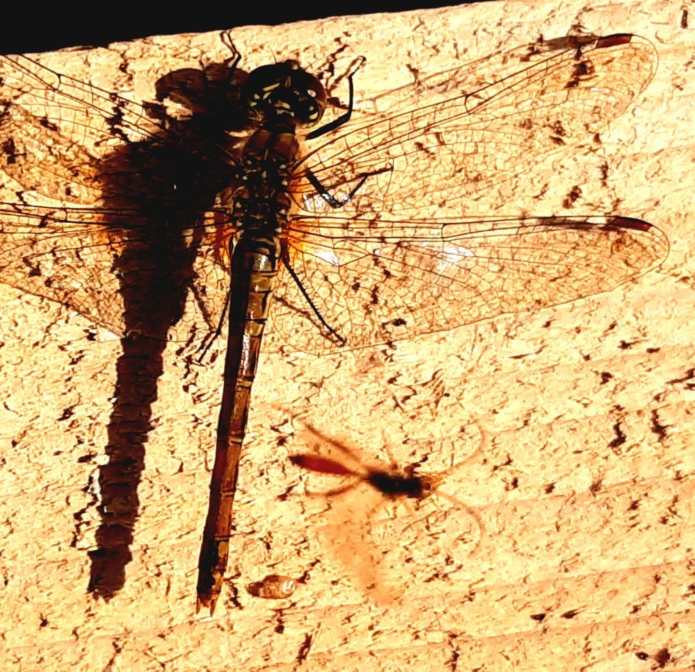 Photograph by Екатерина