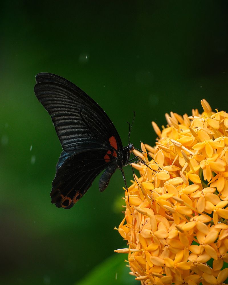 Photograph by Do Thi Thanh Binh