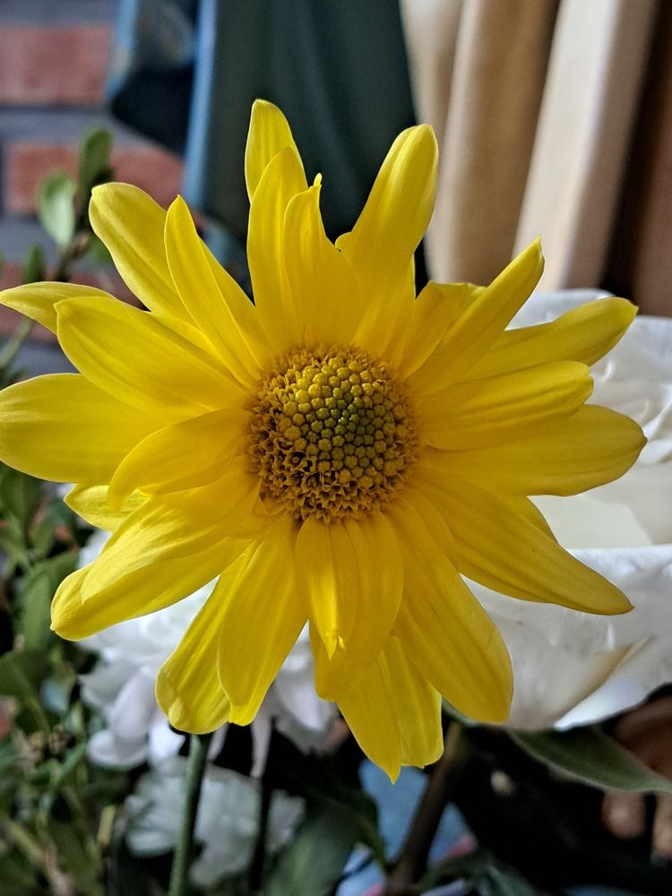 Фотография автора gustavo pecelis