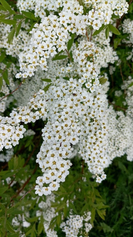 Фотография автора Алиса