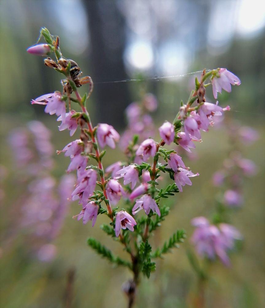 Photograph by Елена Казакова