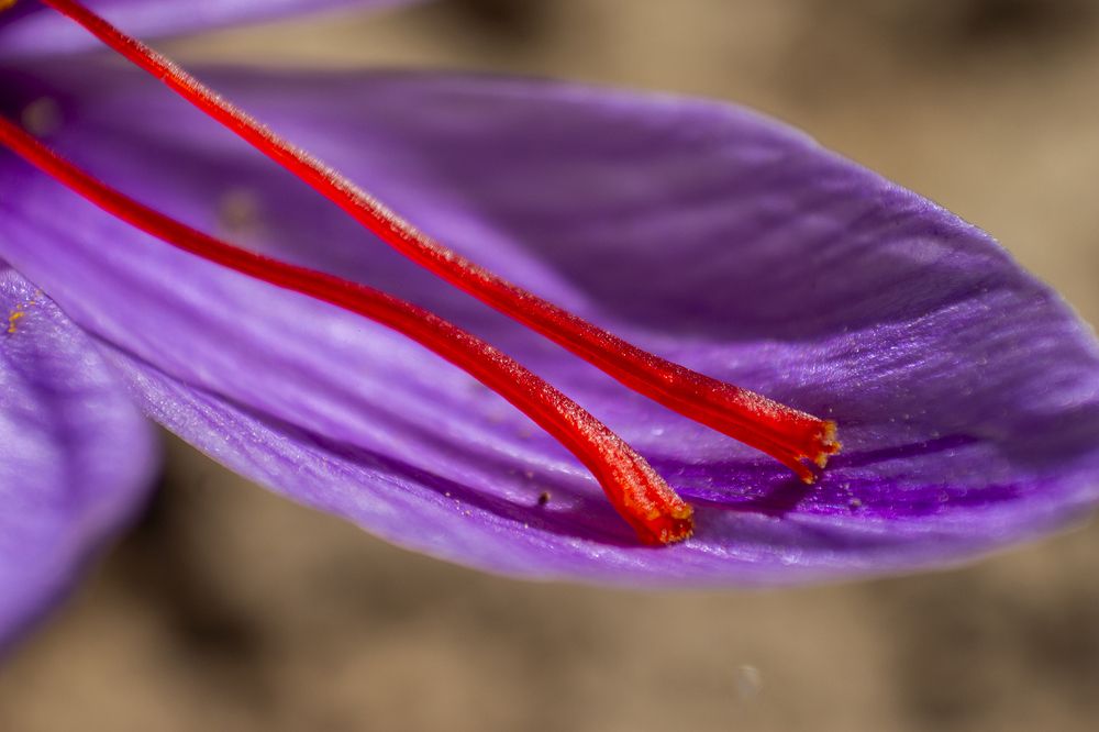 Photograph by reza zanganeh