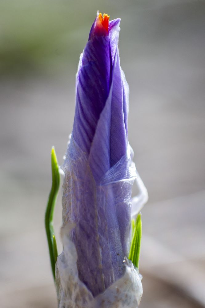 Photograph by reza zanganeh