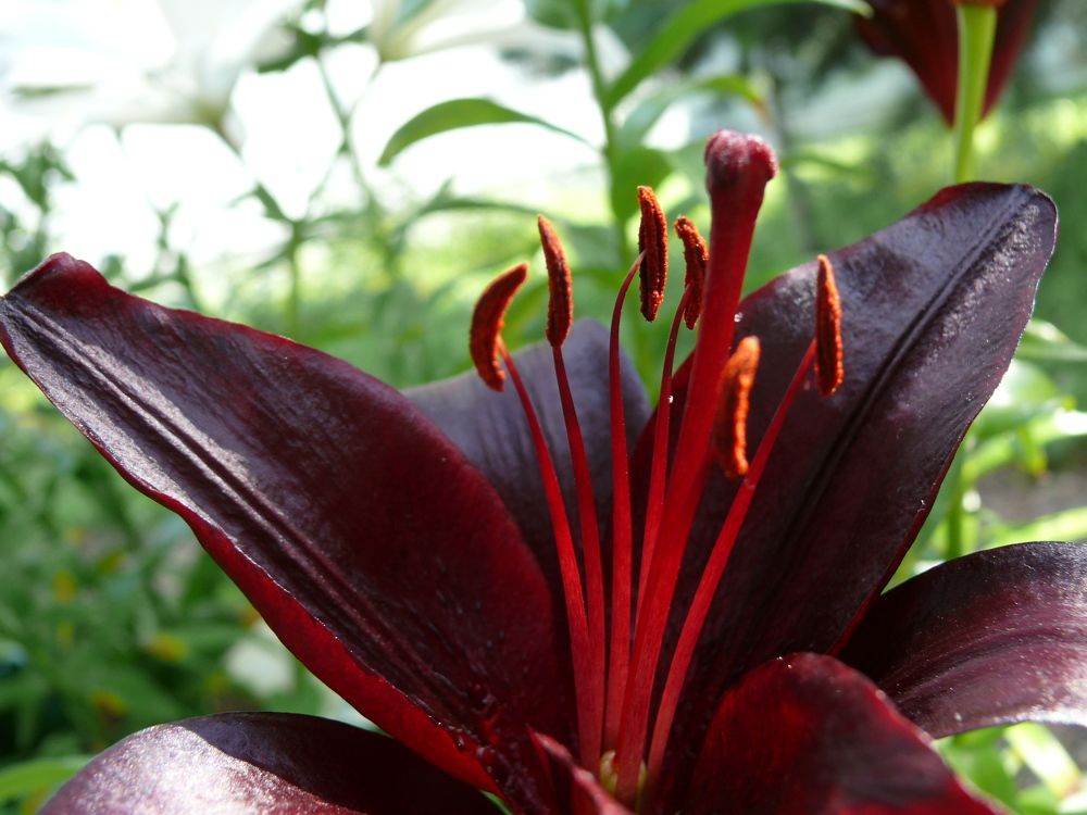 Photograph by Людмила Федорчак