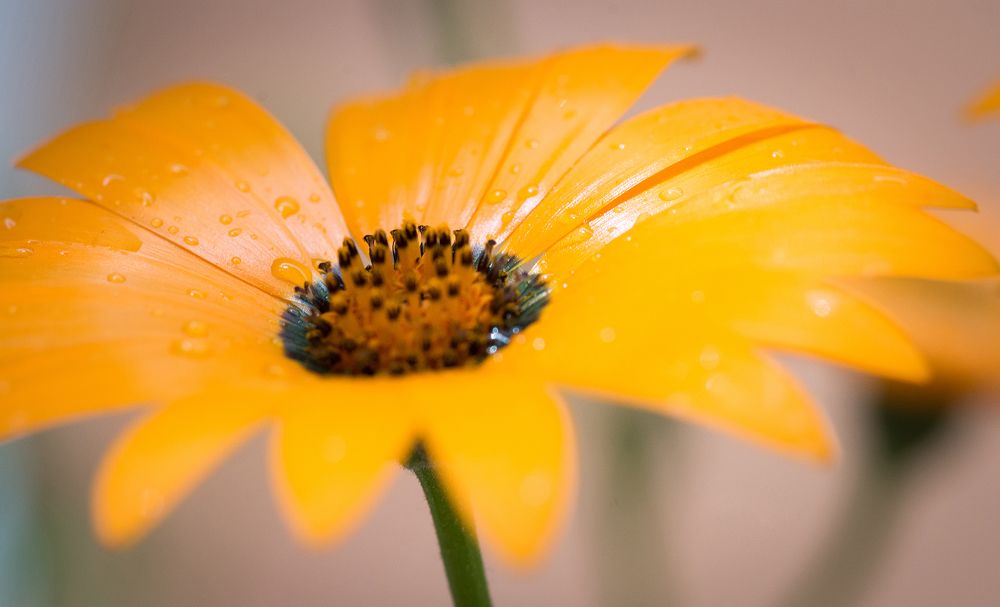 Фотография автора Василев Теодор