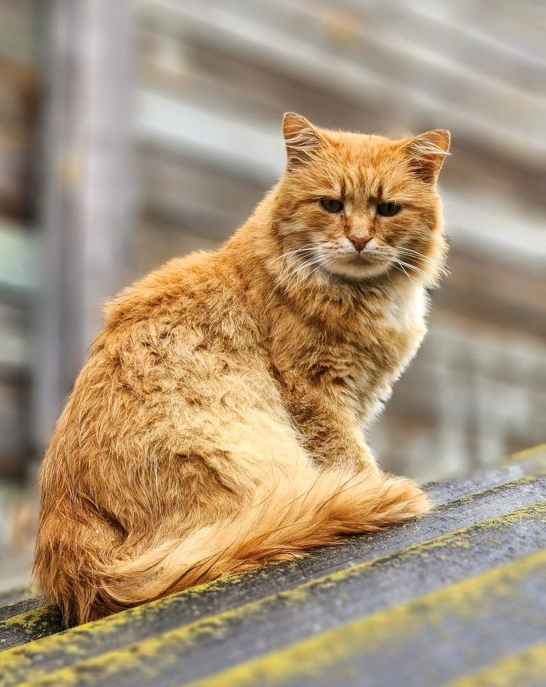 Photograph by Надежда Кудрявцева