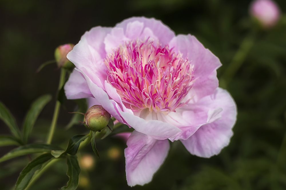 Photograph by Клясюк Галина