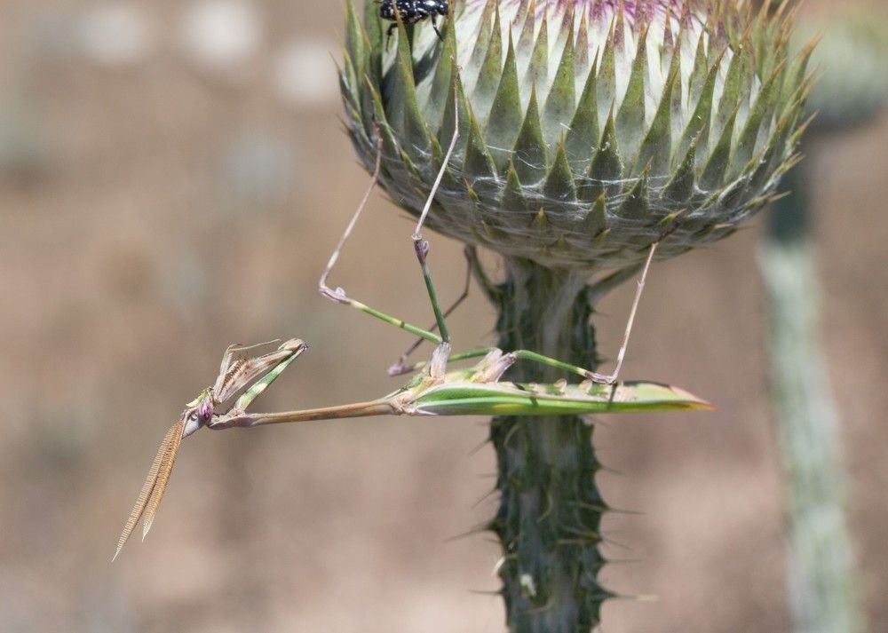 Photograph by Наталья Снеговая