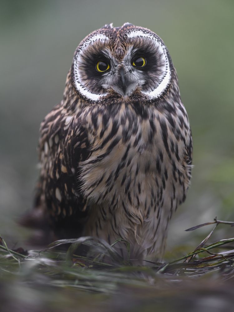 Photograph by Пупонин Сергей