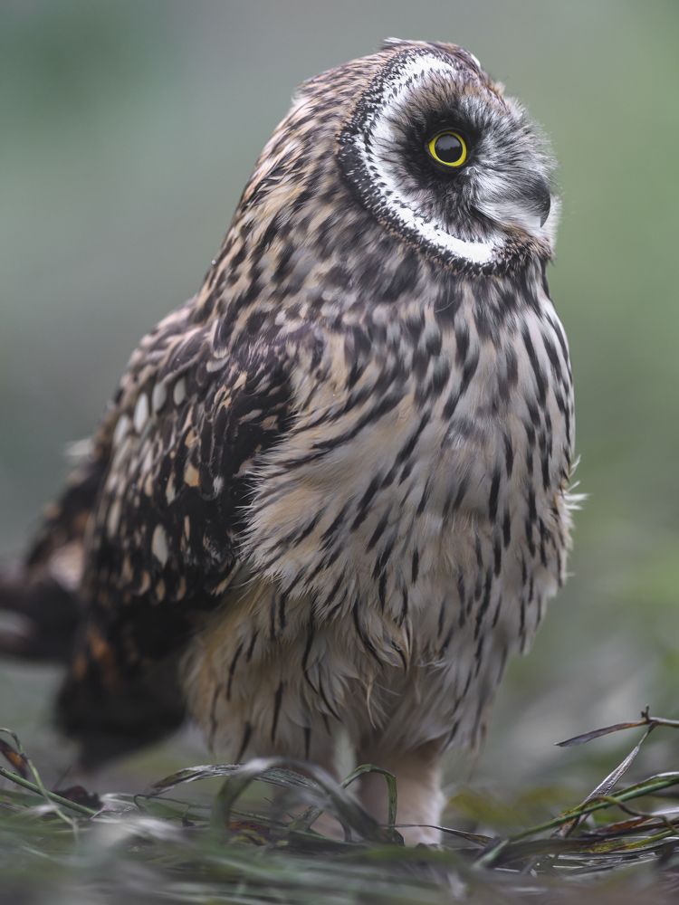 Photograph by Пупонин Сергей