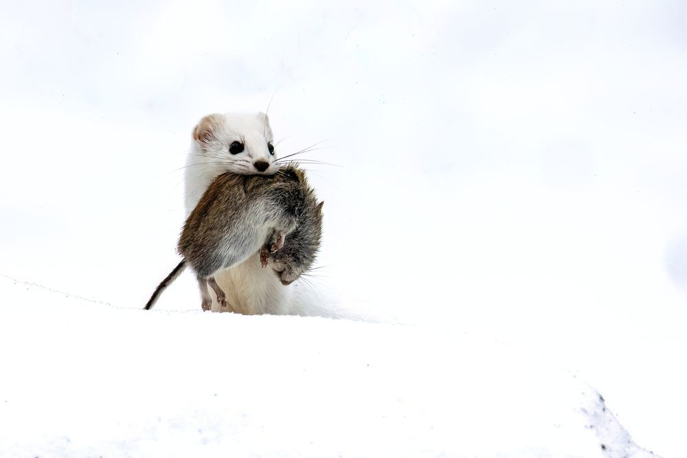 Photograph by Владимир Зайцев