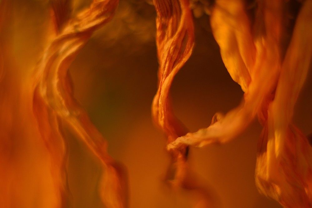 Photograph by Новкис Наталья