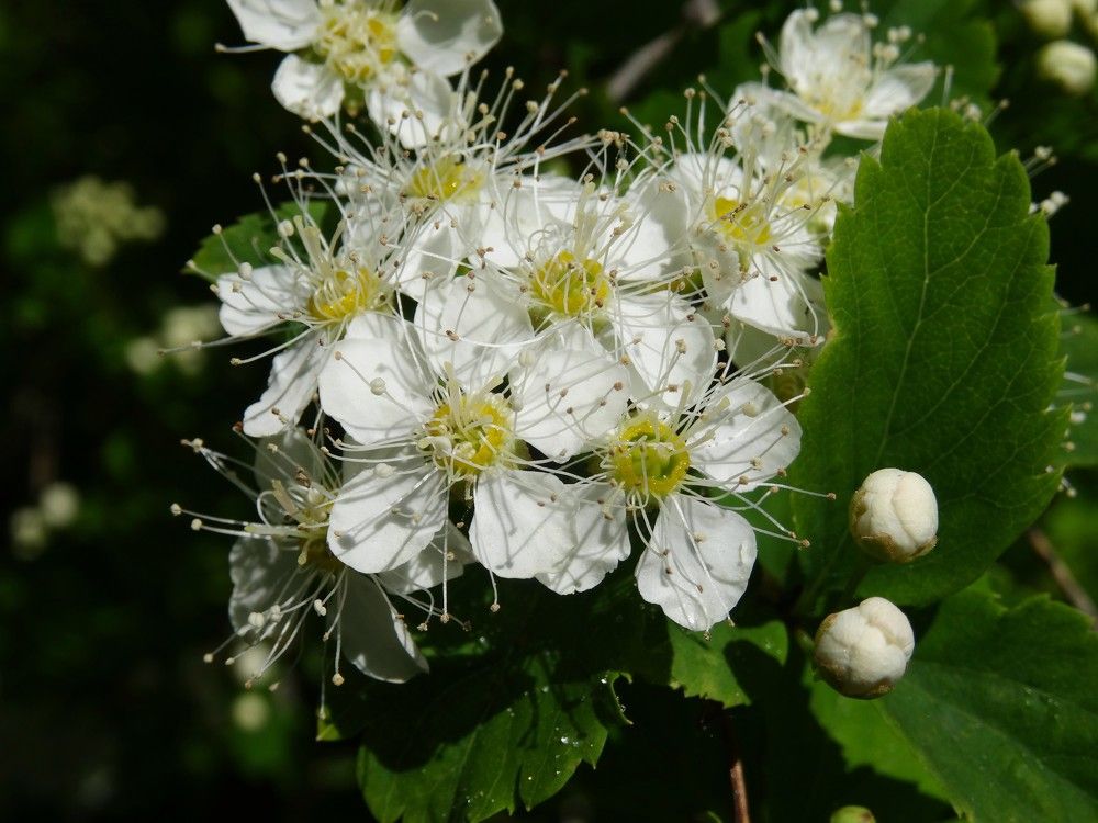 Photograph by Марина Раткун