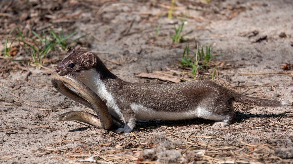 Photograph by Владимир Зайцев