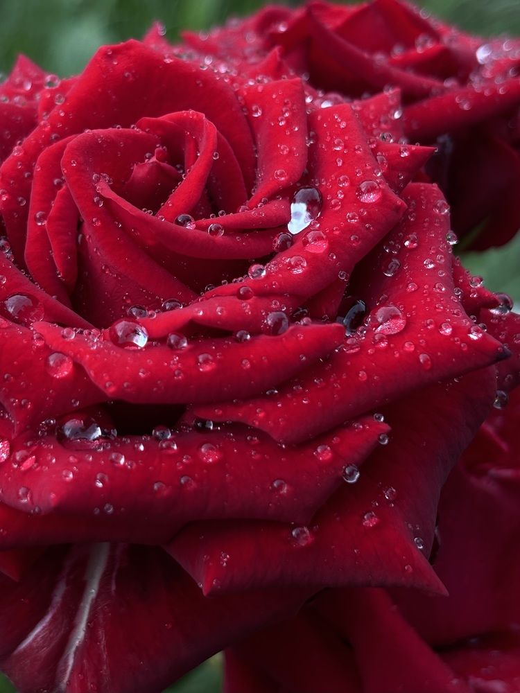 Photograph by Halina Mitsevich