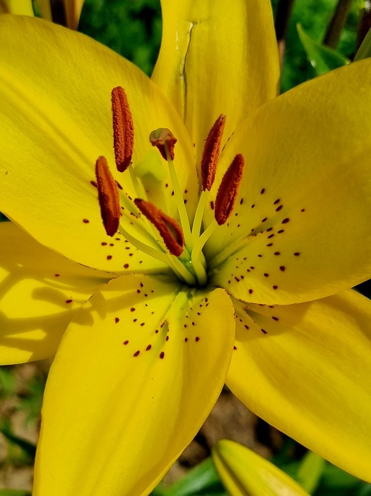 Желтая лилия