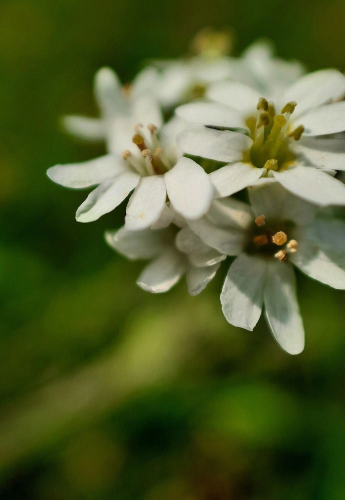 Фотография автора Ира Чудакова