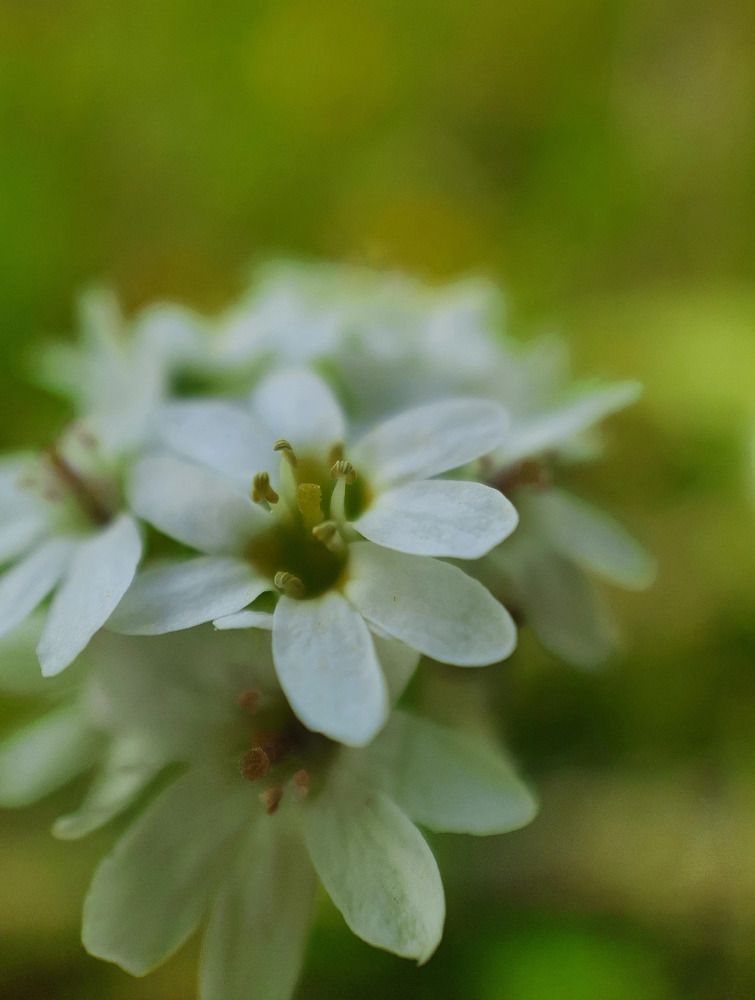 Фотография автора Ира Чудакова