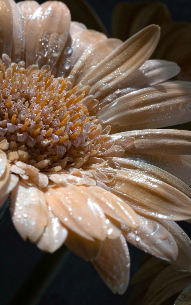 Photograph by Ольга Казакова