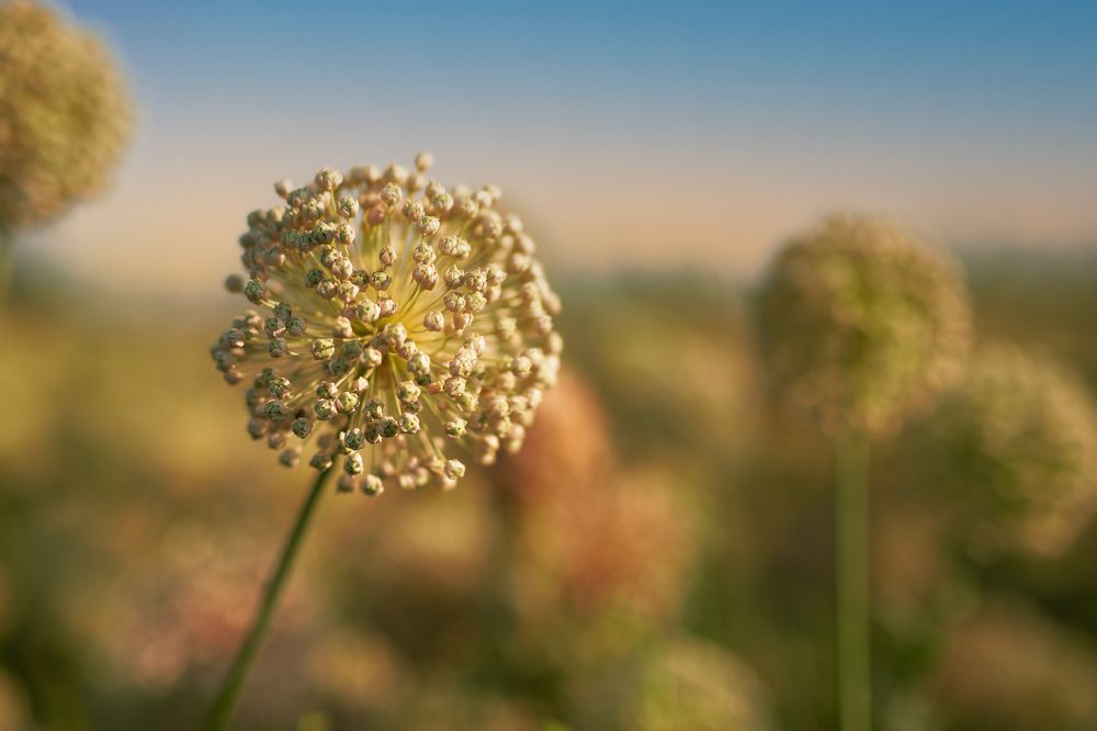 Photograph by sara ahmadpour