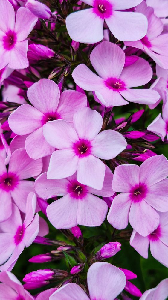 Фотография автора Елена Кабенкина