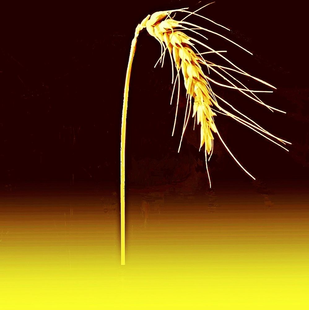 Концептуальная фотография