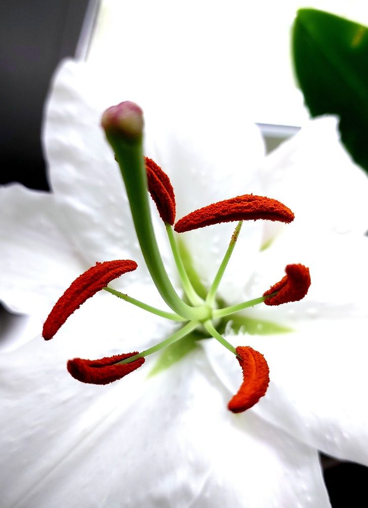 Photograph by Nora Cheprasova