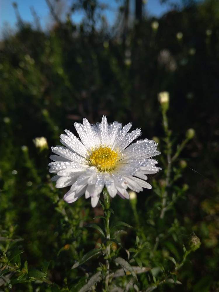 Фотография автора Алиса