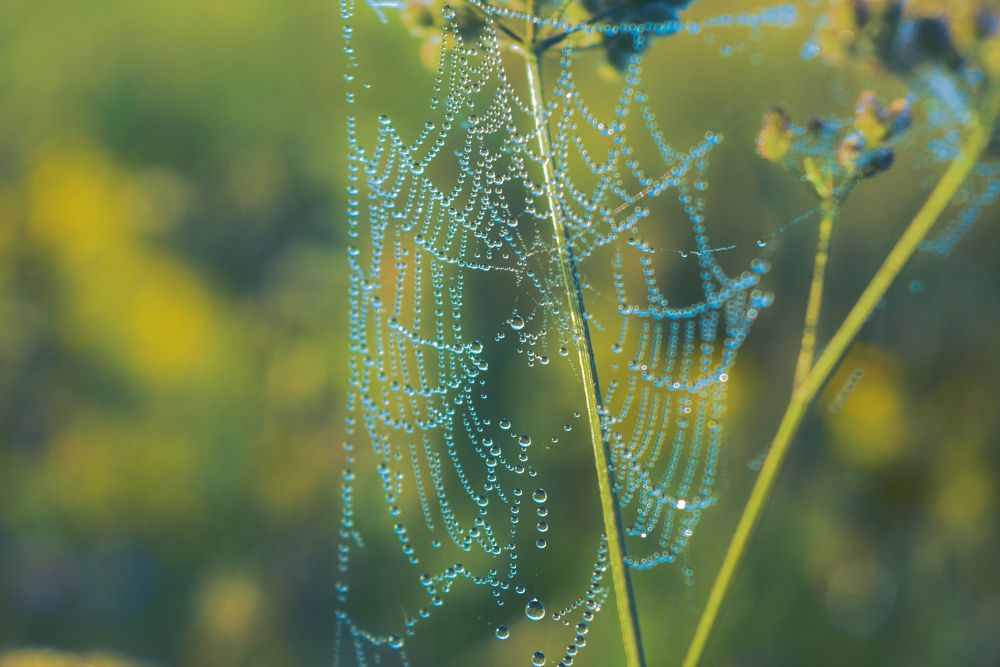 Photograph by Onyx X