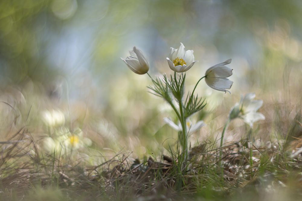 Photograph by Koledova Irina