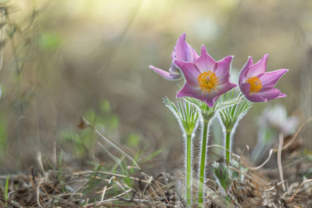 Photograph by Koledova Irina