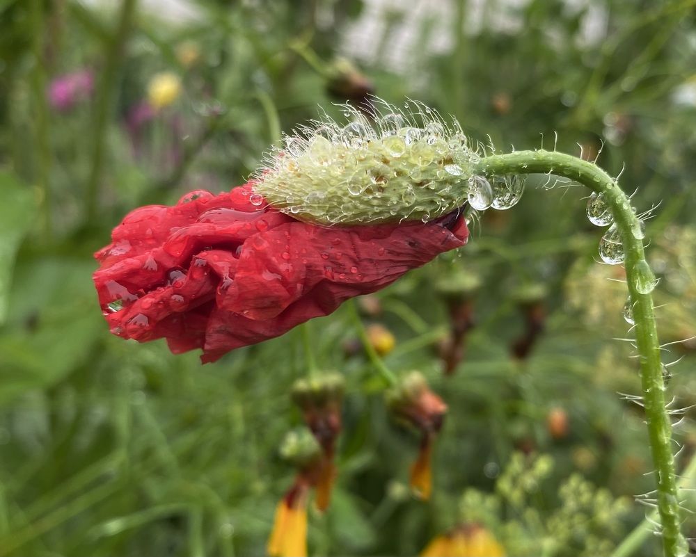 Photograph by Алиса Лукина