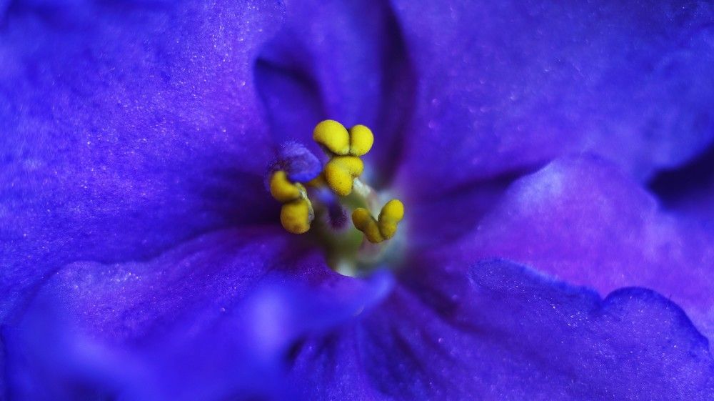 Сенполия (латинское название), узамбарская фиалка (народное, по названию гор, где она произрастает)