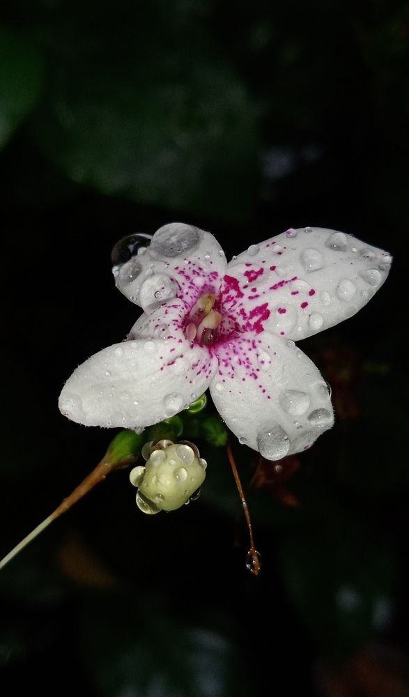 Photograph by Yasha Akhtar