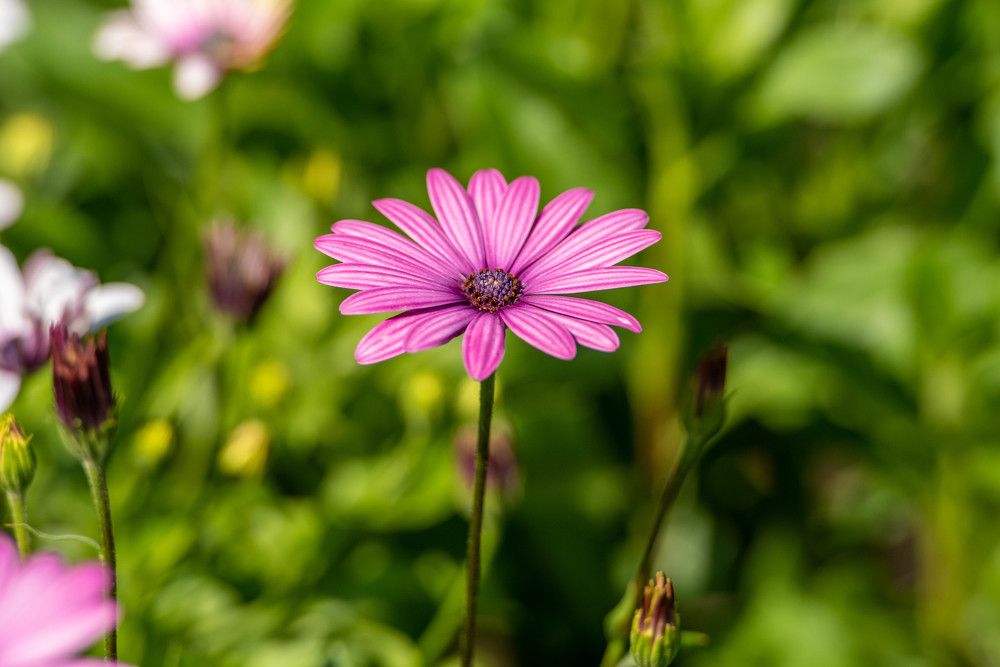 Фотография автора Сергей Чесноков