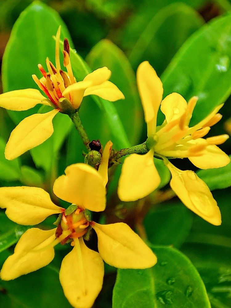 Yellow Flower Plant