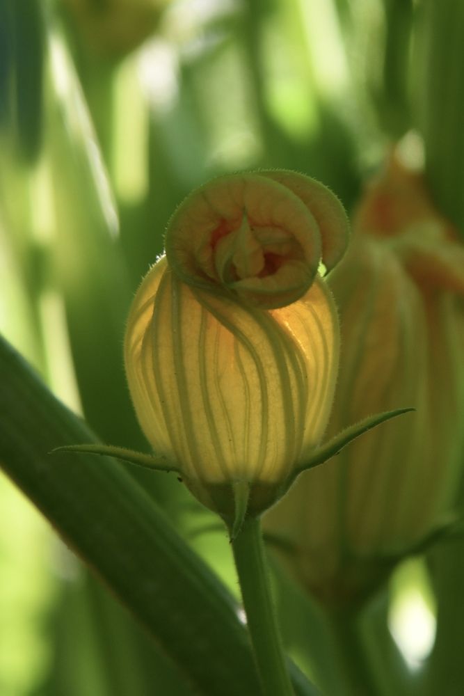 Рождение тыквы.