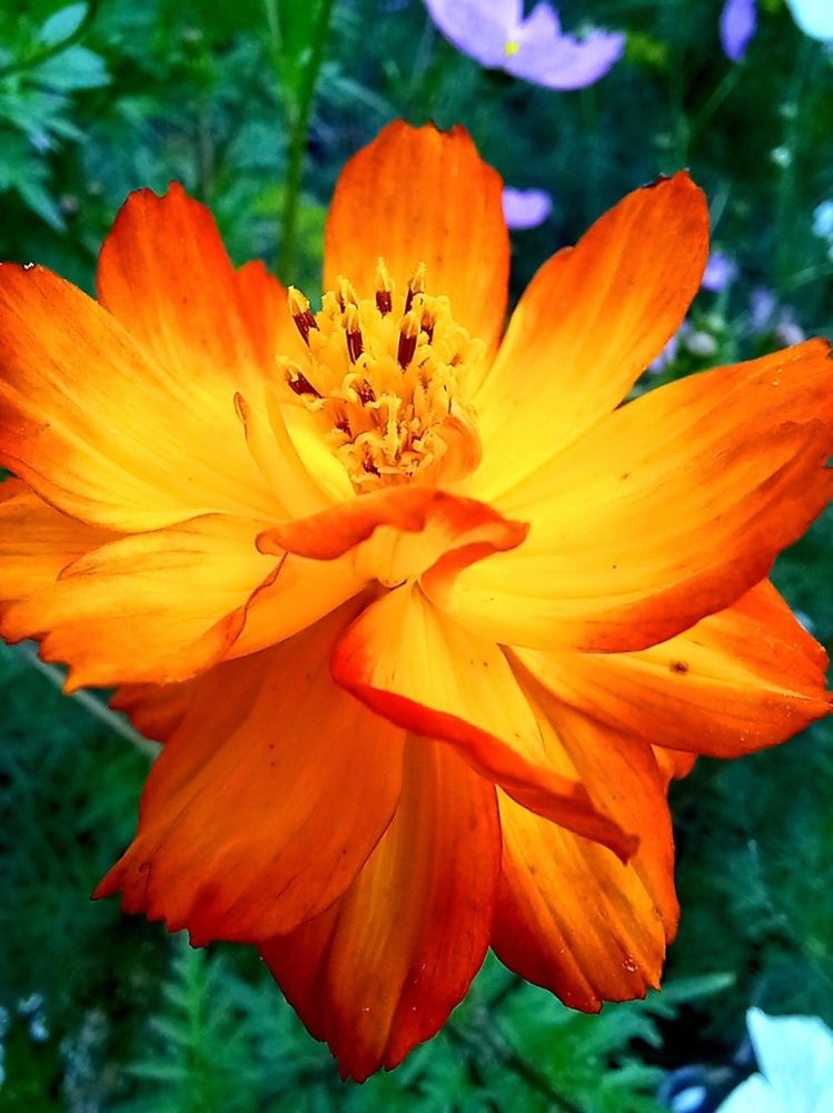 Солнечный зайчик