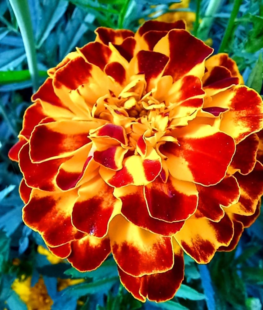 Воздушный зефир