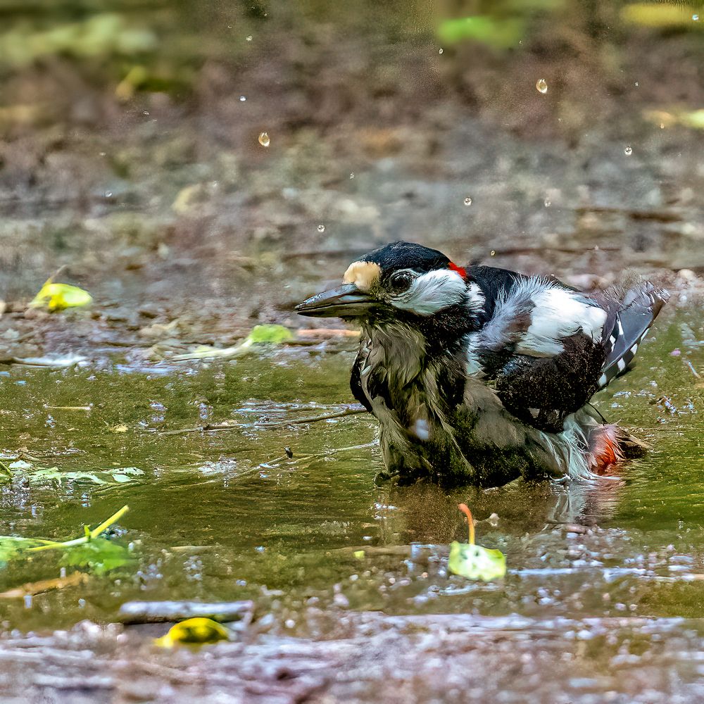 Photograph by Michel