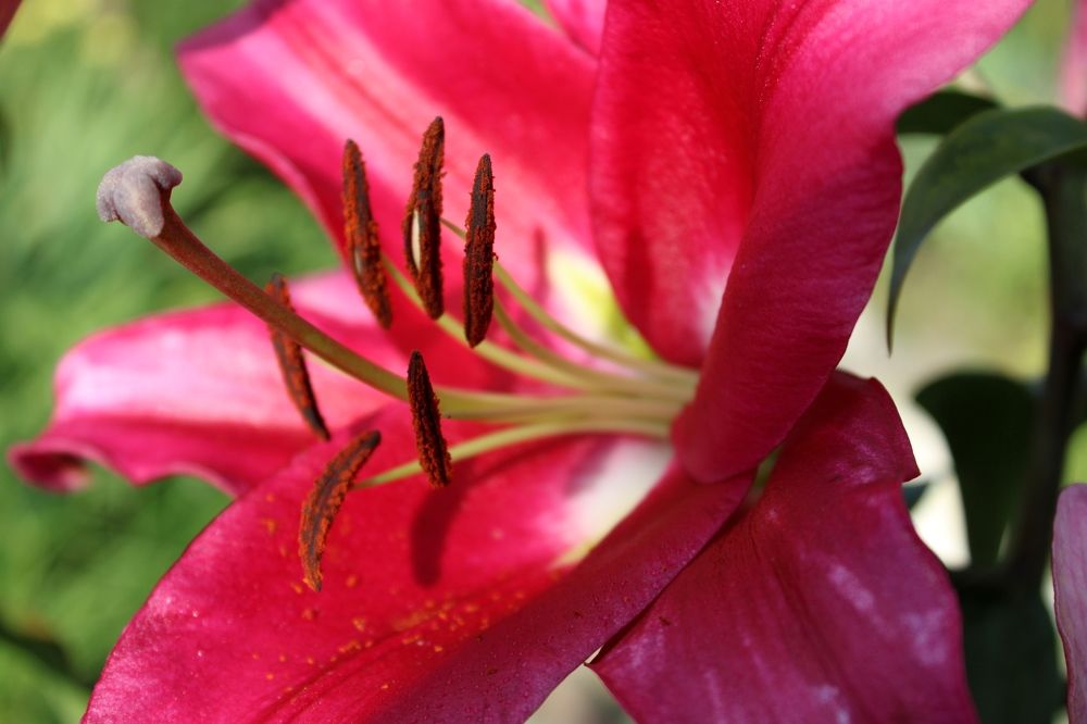 Photograph by Olga Bagaeva