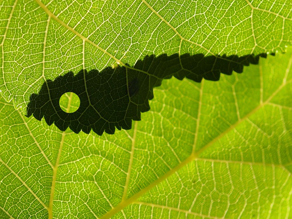 Photograph by Farid Ataei