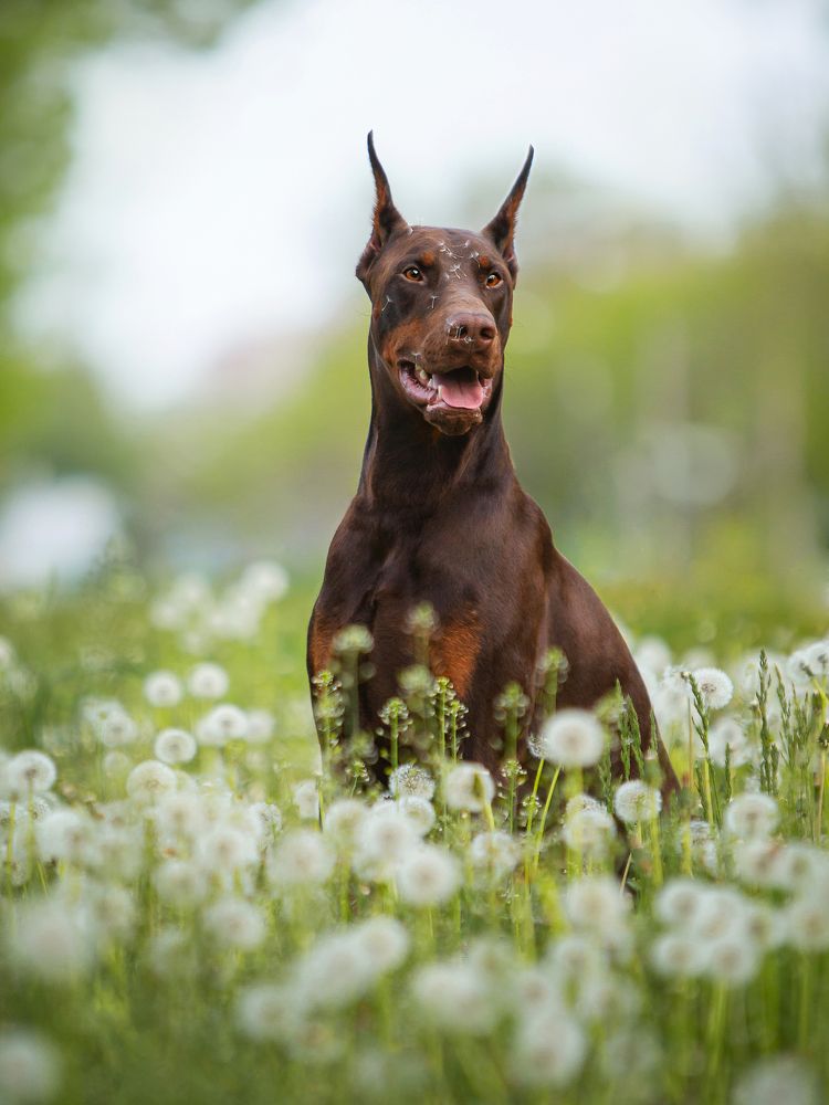 В одуванчиках