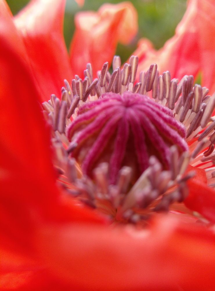 Photograph by Светлана Фёдорова