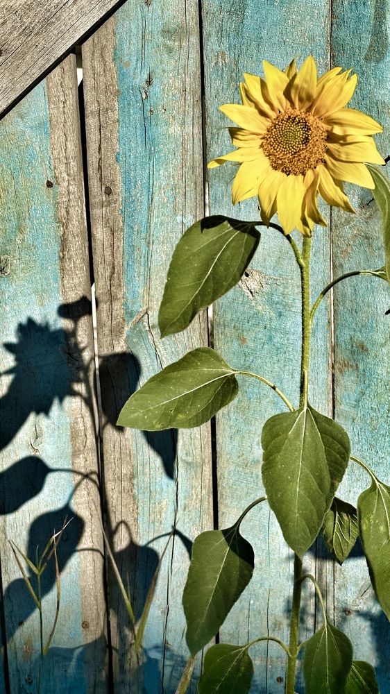 Photograph by Елена Гущина