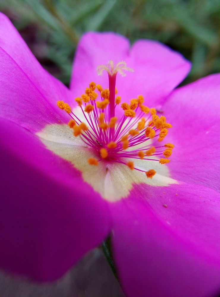 Photograph by Светлана Фёдорова