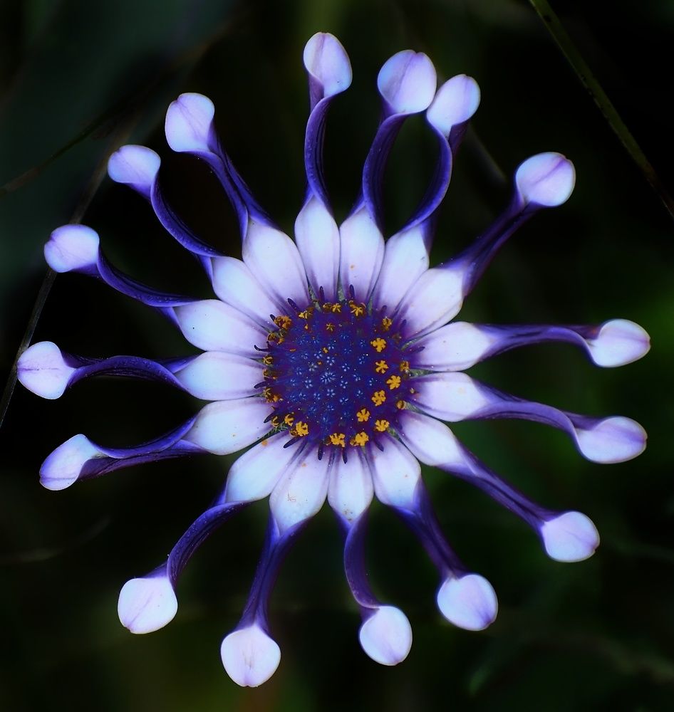 Африканская ромашка