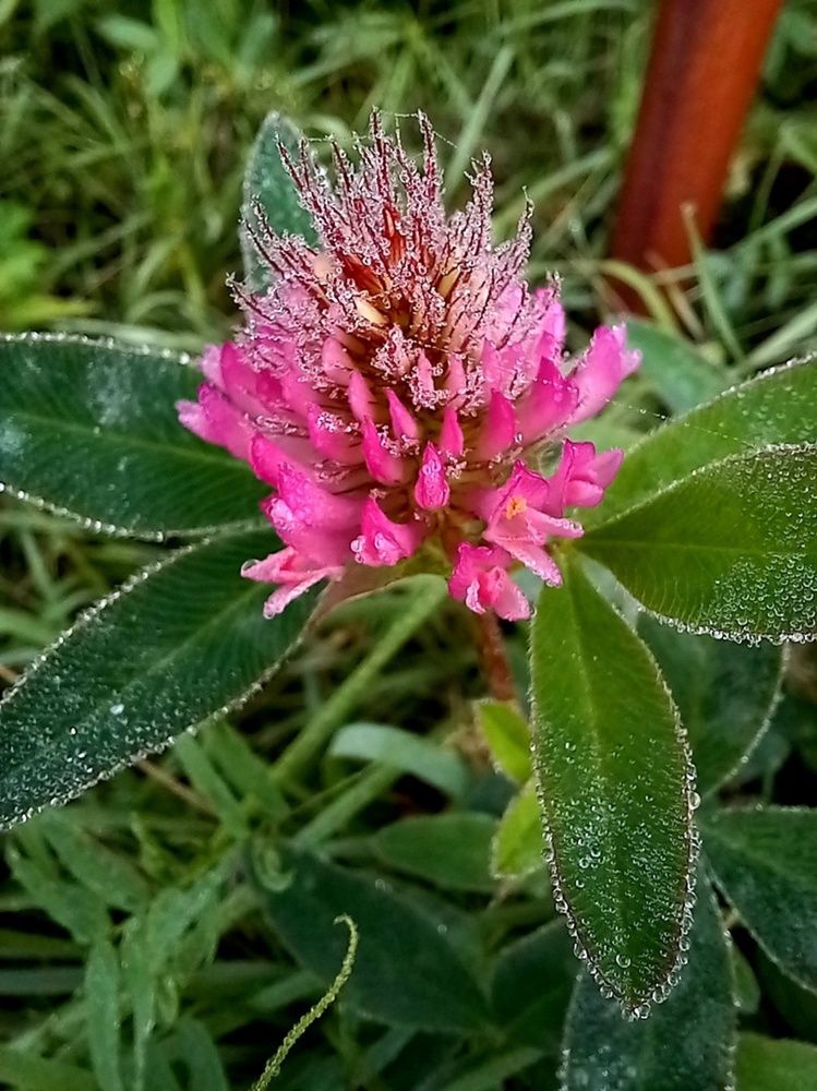 Утренняя роса