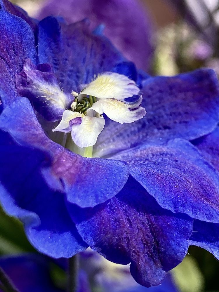 Фотография автора Ольга Лазаренко